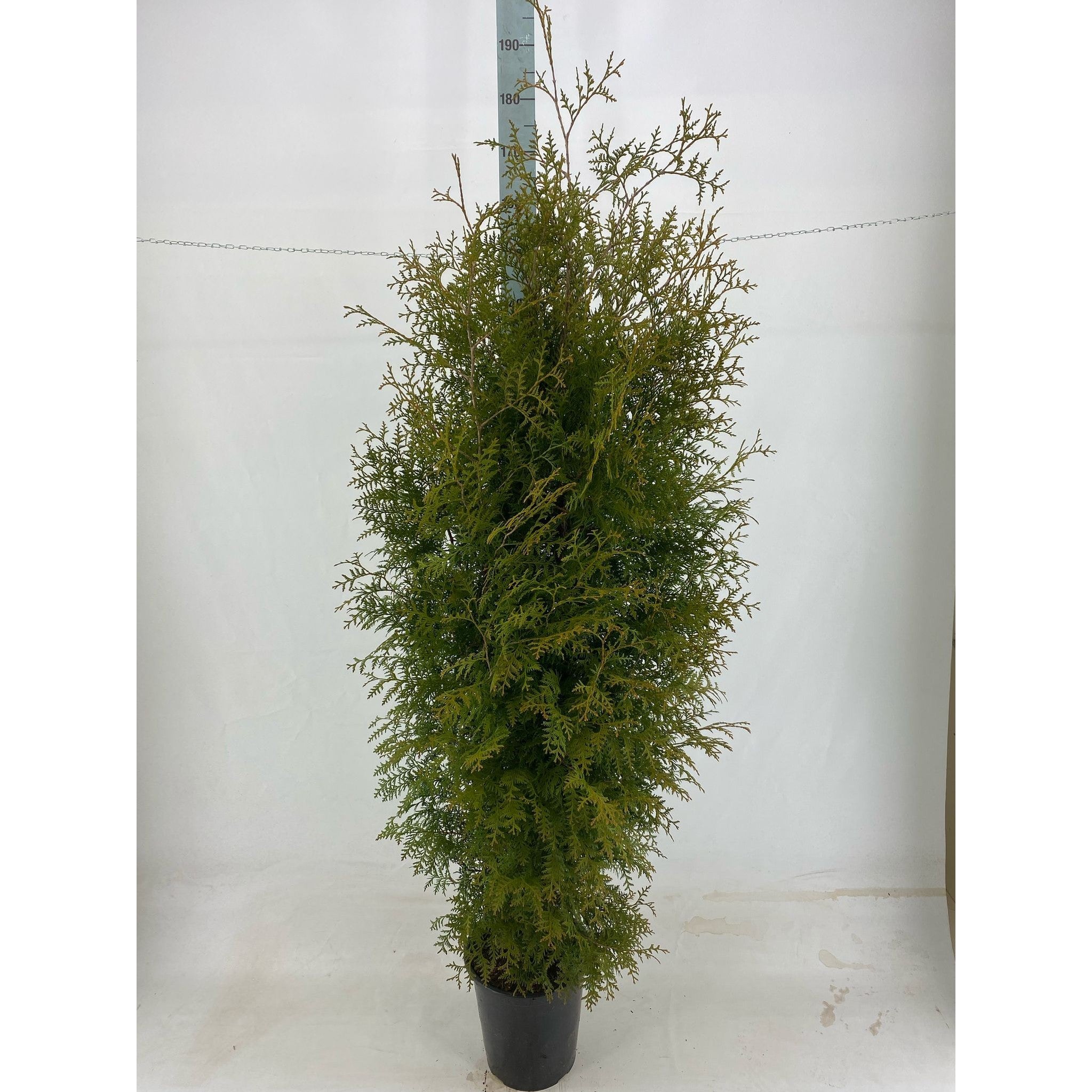 Thujor Brabant - 160-180 cm